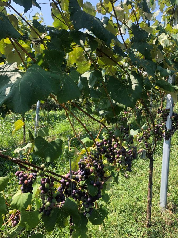 شقة Winzerhaeuschen Kern Fehring المظهر الخارجي الصورة